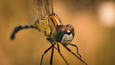 褐蜻蜓